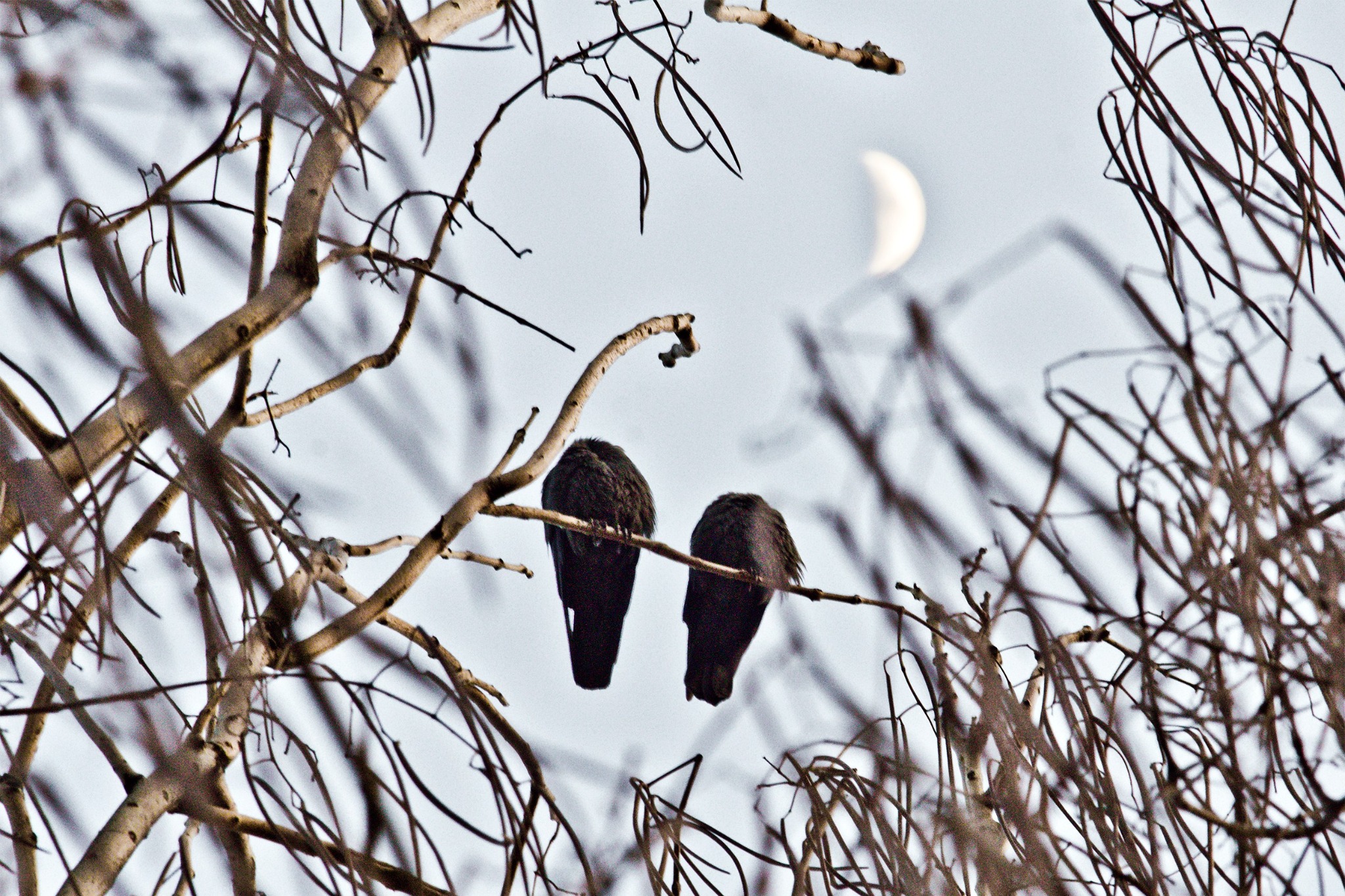 Birds crossing a pale moon